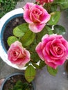 Tea Rose In My Garden, Sri Lanka