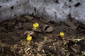 First tender Eranthis, delicate wild primroses, snow. First spring plants, seasons, weather. Spring background Royalty Free Stock Photo