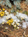 First tender primroses. Blooming wild white and yellow crocuses in forest, spring flowers in snow Royalty Free Stock Photo