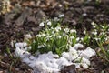 First tender primroses, wild snowdrops close-up in snow close-up. Concept of the first spring plants, seasons, weather Royalty Free Stock Photo