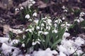 First tender wild snowdrops close-up, primroses in snow. First spring plants, seasons, weather. Spring background Royalty Free Stock Photo