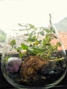 First terarium in the jar Royalty Free Stock Photo