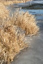 First thin ice on river or lake and dry yellow grass on shore, abstract winter natural background nature late autumn or early Royalty Free Stock Photo