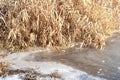 First thin ice on river or lake and dry yellow grass on shore, abstract winter natural background nature late autumn or early Royalty Free Stock Photo