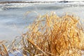 First thin ice on river or lake and dry yellow grass on shore, abstract winter natural background nature late autumn or early Royalty Free Stock Photo