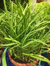 Chives growing in a pot Royalty Free Stock Photo