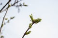 The first timid leaves break out of the buds
