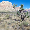 First Creek Trail, Red Rock National Conservation Area, Nevada Royalty Free Stock Photo