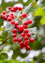 Fruits of fire viburnum