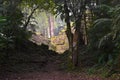 First View of Ruins at Yaxchilan, Chiapas, Mexico Royalty Free Stock Photo