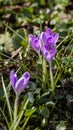 First violet spring crocus, wild flowers. Saffron in forest Royalty Free Stock Photo