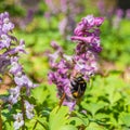 First violet wild forest flowers and bumble bee