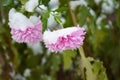 Unusual cute and lovely winter flowers, pink purple chrysanthemums growing under the snow and covered with snow white cover.