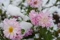 Unusual cute and lovely winter flowers, pink purple chrysanthemums growing under the snow and covered with snow white cover.