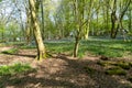 Bluebells in Bluebell wood with sunlight casting shadows through trees Royalty Free Stock Photo