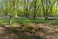 Bluebells in Bluebell wood with sunlight casting shadows through trees Royalty Free Stock Photo