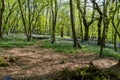 Bluebells in Bluebell wood with sunlight casting shadows through trees Royalty Free Stock Photo