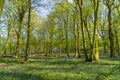 First week of Bluebells in Bluebell wood springtime in Hertfordshire Royalty Free Stock Photo