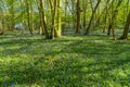 First week of Bluebells in Bluebell wood springtime in Hertfordshire Royalty Free Stock Photo