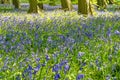 First week of Bluebells in Bluebell wood springtime in Hertfordshire April 2020 Royalty Free Stock Photo