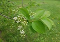 The first white flowers on the branches of Prunus padus in a city park Royalty Free Stock Photo