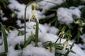 The first white flowers grow out of the snow spring Royalty Free Stock Photo