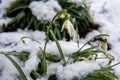 The first white flowers grow out of the snow spring Royalty Free Stock Photo