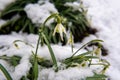 The first white flowers grow out of the snow spring Royalty Free Stock Photo