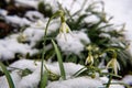 The first white flowers grow out of the snow spring Royalty Free Stock Photo