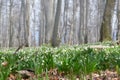 The first white flowers of Leucojum vernum in the morning forest Royalty Free Stock Photo