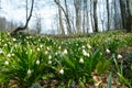 The first white flowers of Leucojum vernum in the morning spring forest Royalty Free Stock Photo