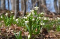 The first white flowers of Leucojum vernum in the spring forest Royalty Free Stock Photo