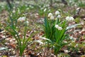 The first white flowers of Leucojum vernum in the spring forest Royalty Free Stock Photo