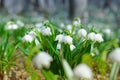 The first white flowers of Leucojum vernum in the spring forest Royalty Free Stock Photo