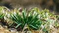 First white flowers, snowdrops, old grass background Royalty Free Stock Photo