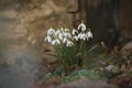 The first white snow flowers of spring. Royalty Free Stock Photo