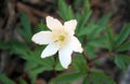 First white spring flowers radiate light in the mountain woods