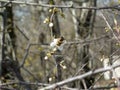 The first white flowers. Small spring flowers.