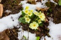 First wild flowers covered with snow. Late snow in March Royalty Free Stock Photo