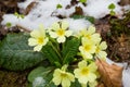 First wild flowers covered with snow. Late snow in March