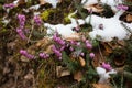 First wild flowers covered with snow. Late snow in March