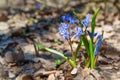 First wild spring flowers in the forest