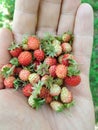 First wild strawberries