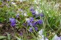 First wild violets covered with snow. Late snow in March