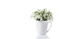 First wild white snowdrop flowers Galanthus nivalis. Bouquet in ceramic cup closeup isolated on white Royalty Free Stock Photo