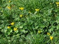 The first wildflowers, the beginning of spring. Close-up, natural sunny color in the garden