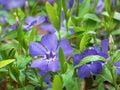 The first wildflowers, the beginning of spring. Close-up, natural sunny color in the garden