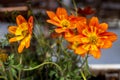 The first wildflowers blooming in spring