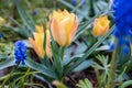 The first wildflowers blooming in spring