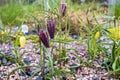 The first wildflowers blooming in spring